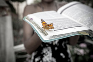 Chrysalis to Wings 